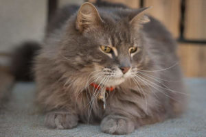 Photo of Louie Cat