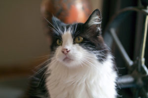 The Real Liza Cat